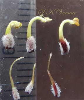  Stamens and staminodes